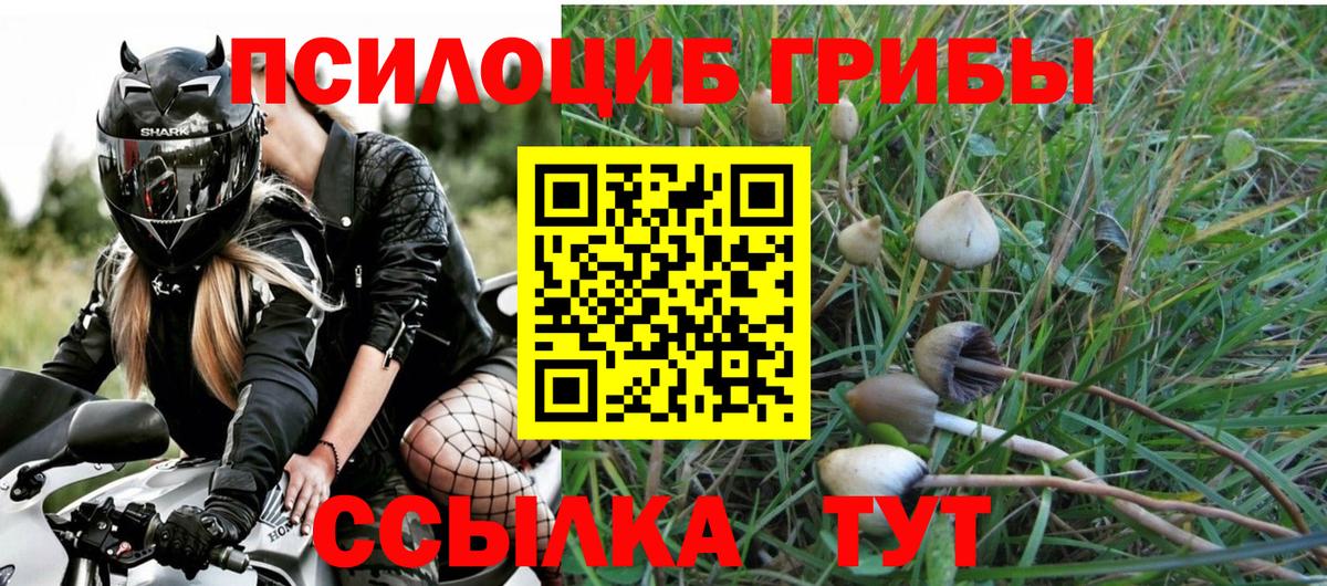 Псилоцибиновые грибы GOLDEN TEACHER  купить наркотик  Черногорск  Вход с VPN 